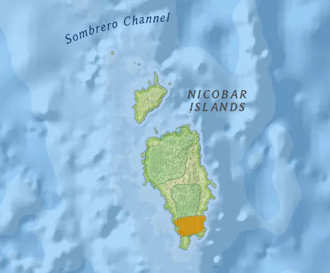 Nicobar shrew