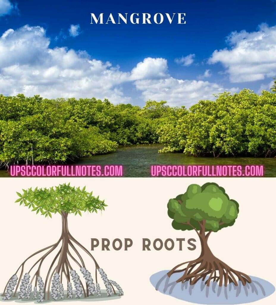 mangrove forest