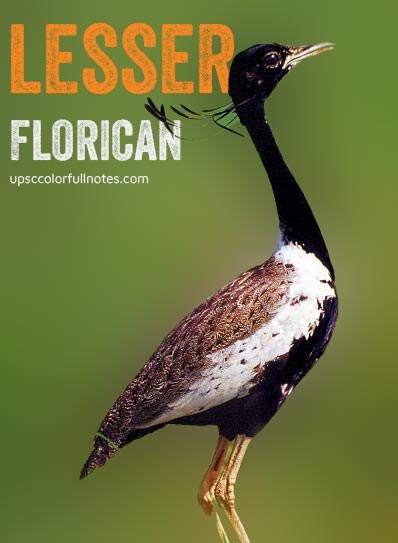 lesser florican