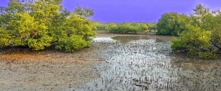 mangrove forest