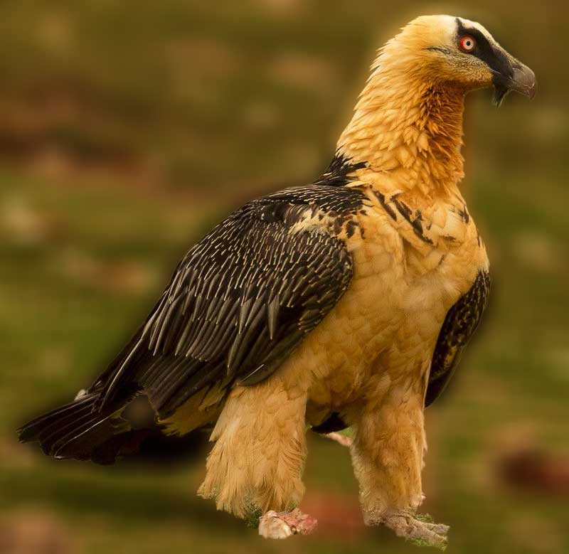 Bearded Vulture