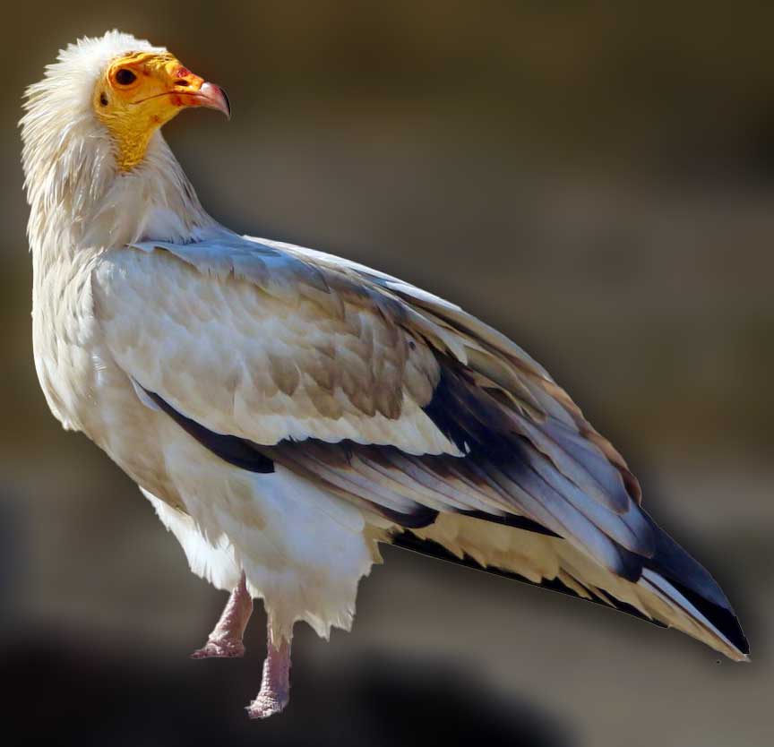 Egyptian Vulture