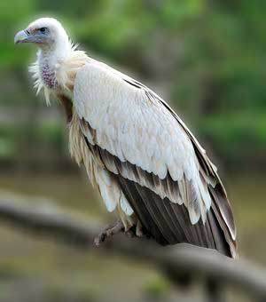 Himalayan Vulture