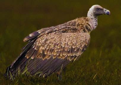 Long billed Vulture