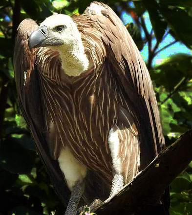 Oriental White backed vulture