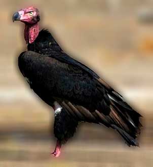 Red Headed Vulture