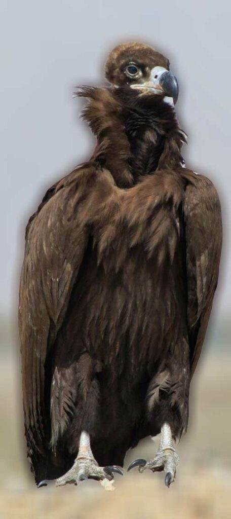 cinereous vulture