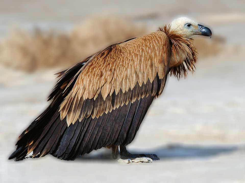 eurasian griffon vulture