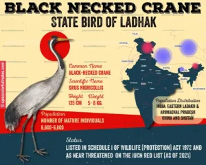 black necked crane