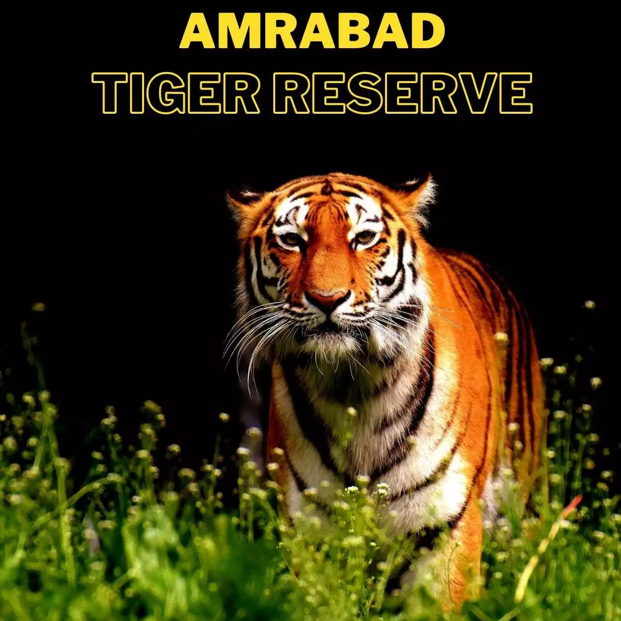 Amrabad Tiger Reserve