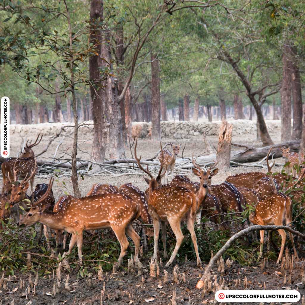 Spotted deer at guindy np