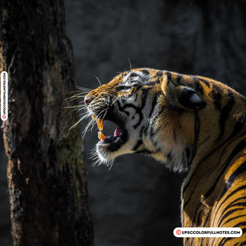 Tiger in Kaziranga National Park