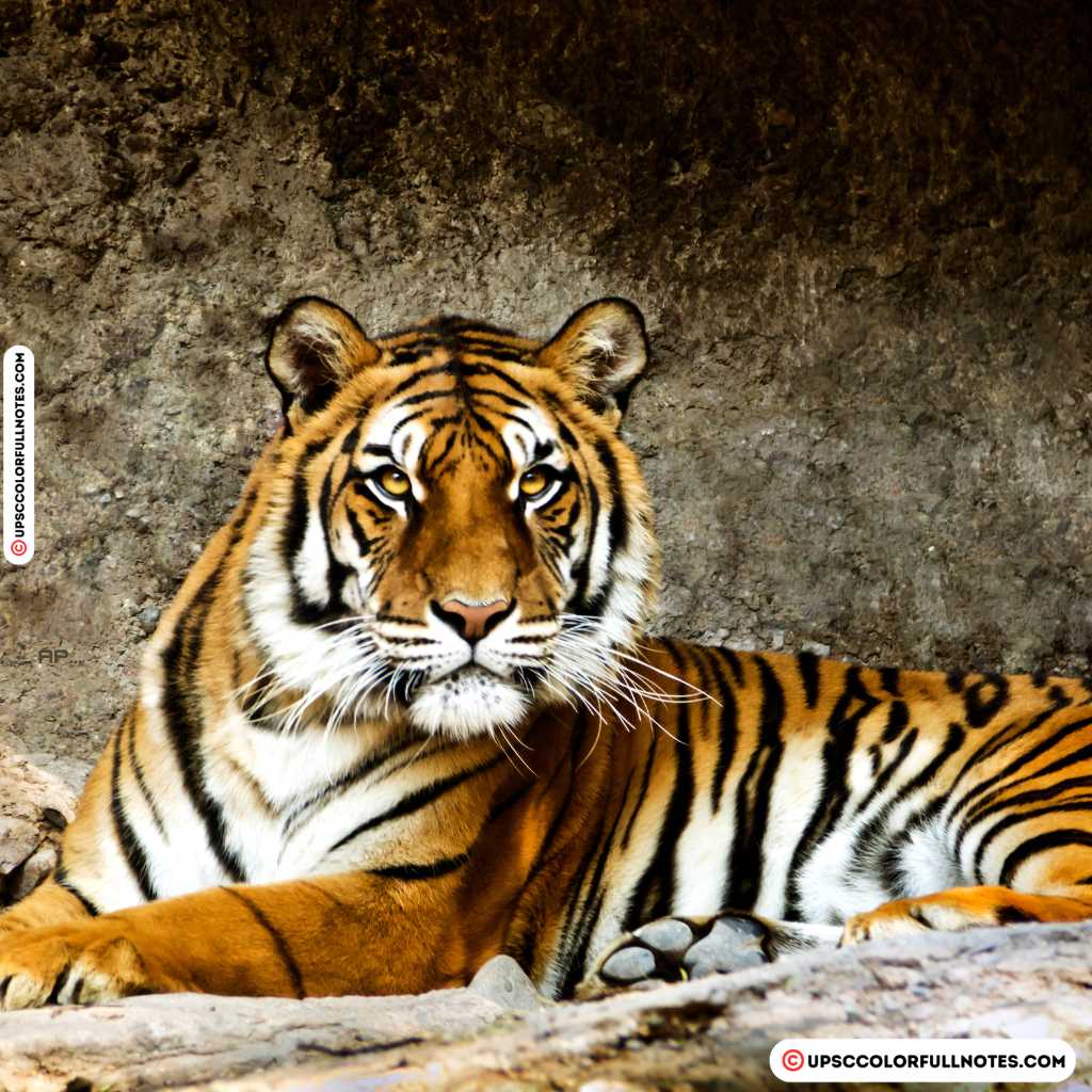 Bengal tiger at Similipal Biosphere Reserve