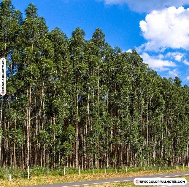 Eucalyptus tree