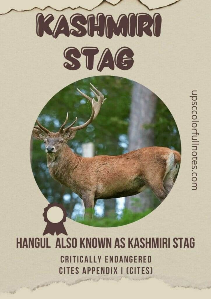kashmir stag