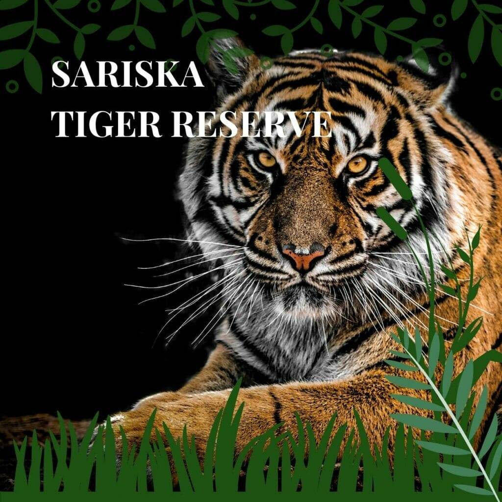 Sariska Tiger