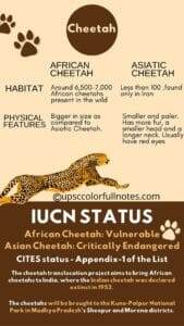 Cheetah in india