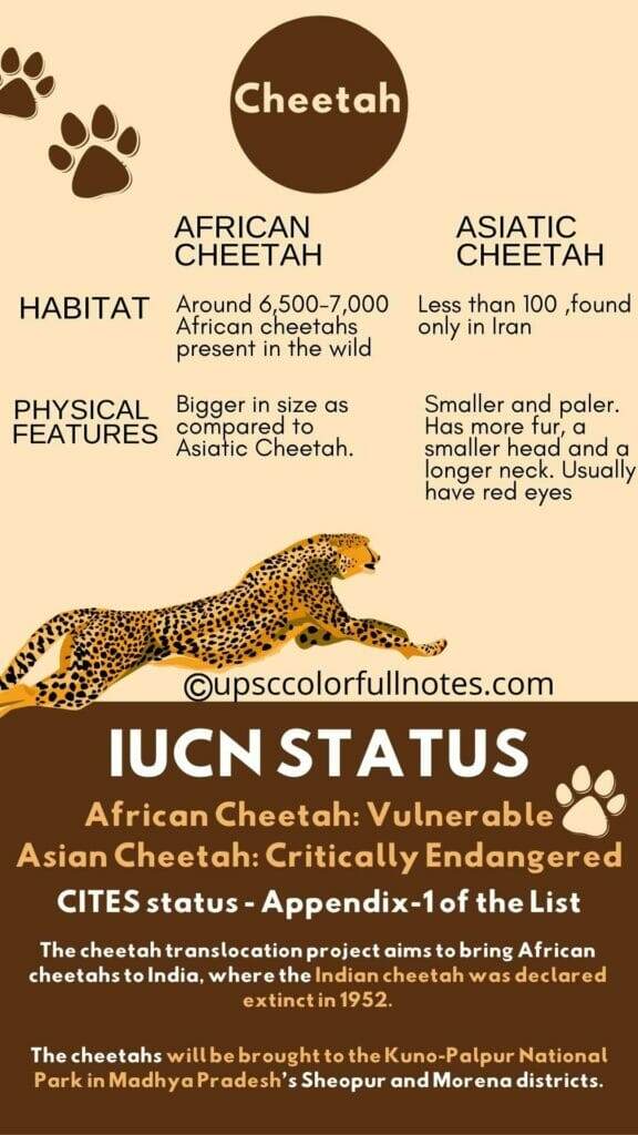 Cheetah in india