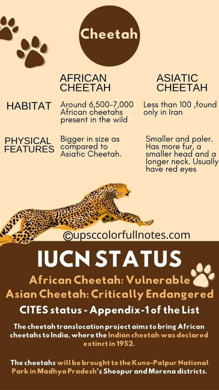 Cheetah in india