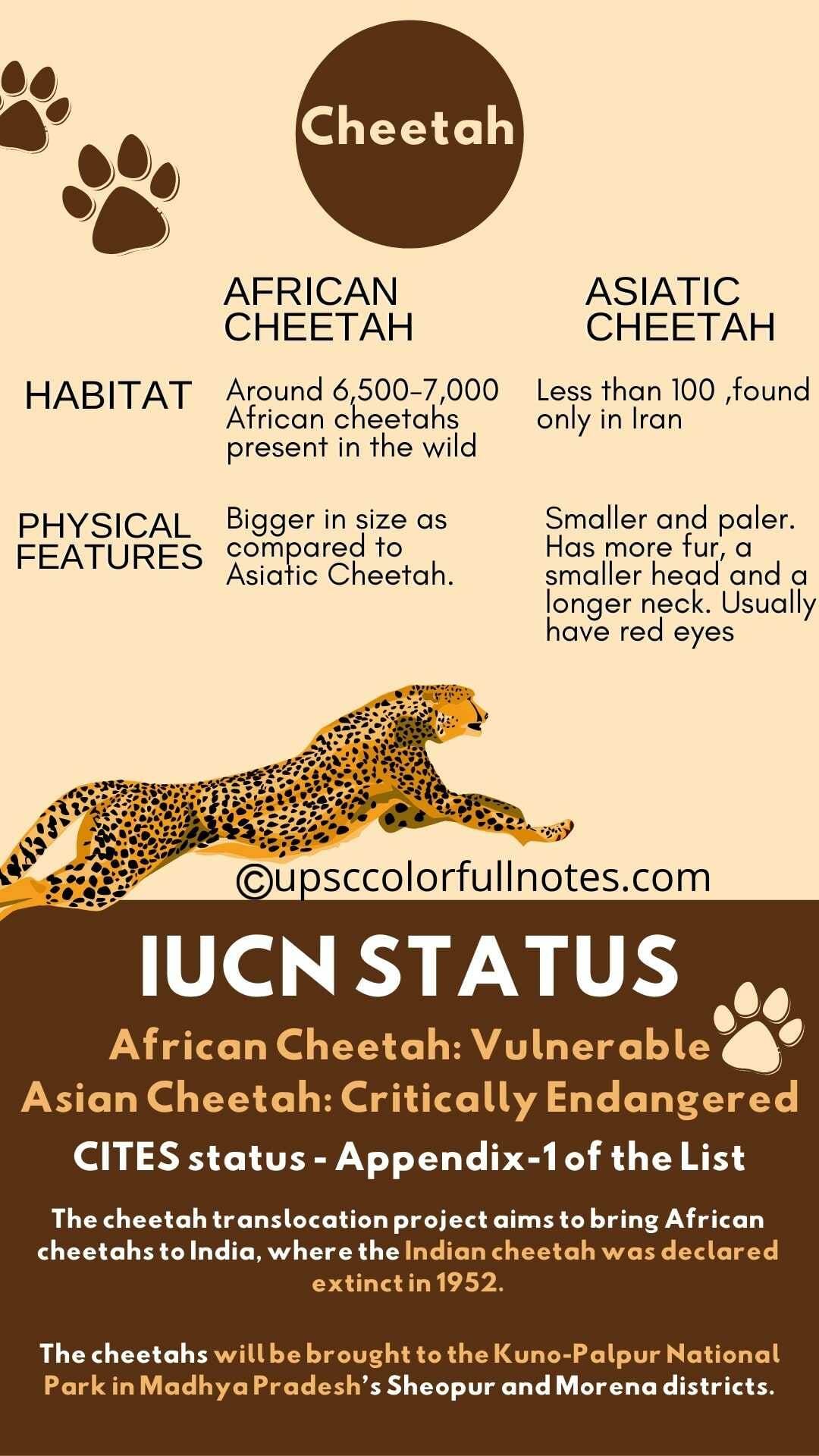 Cheetah in india
