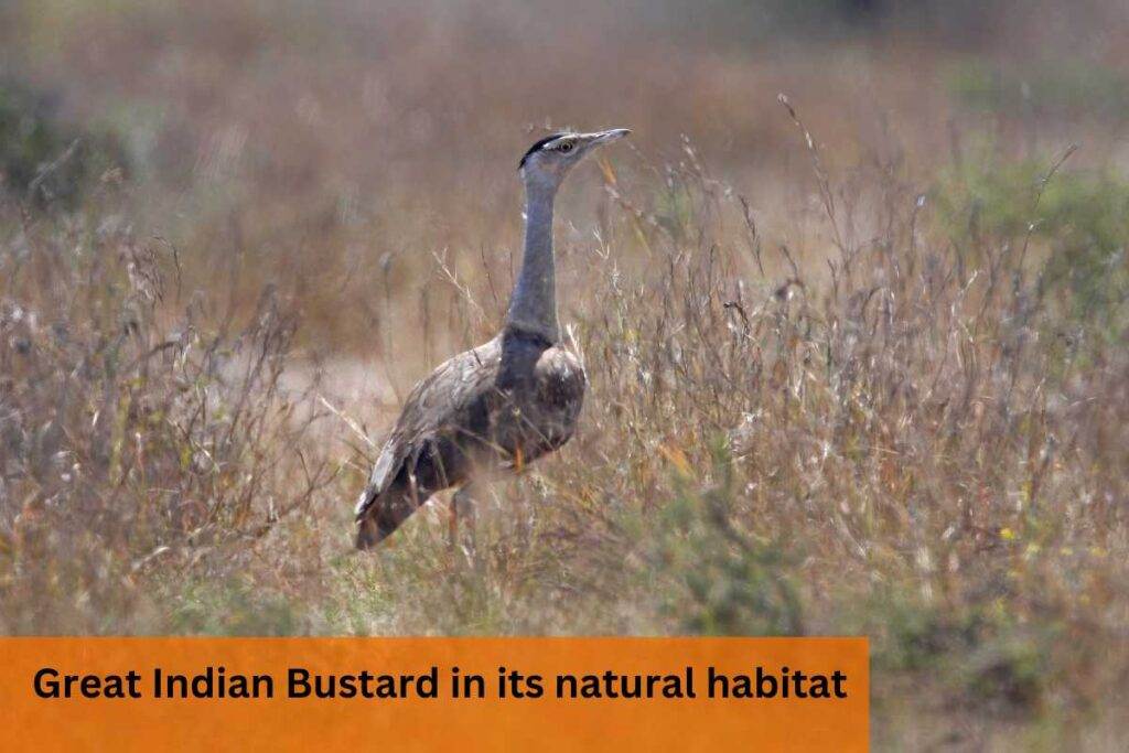 Great Indian Bustard in its natural habitat