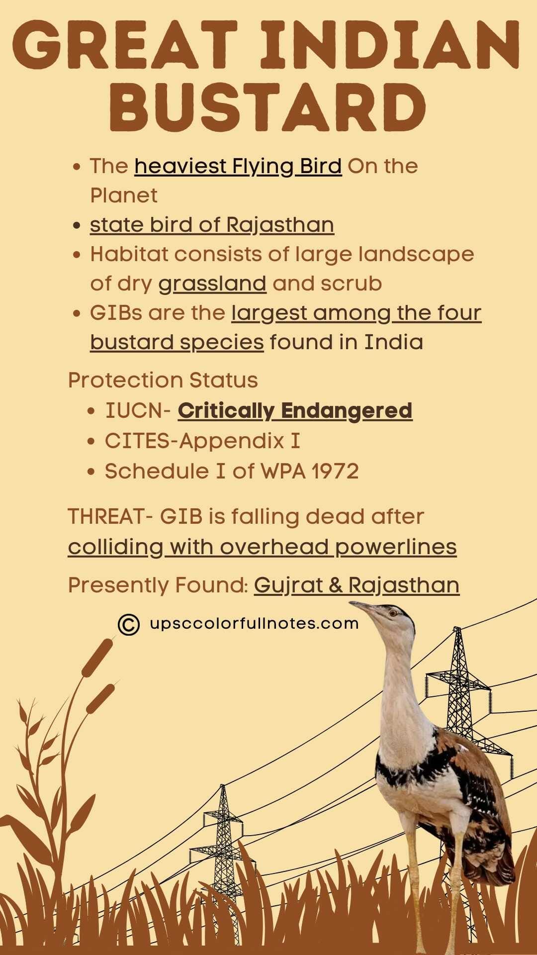 Great Indian Bustard