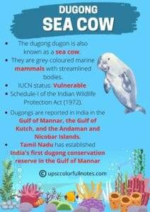 dugong