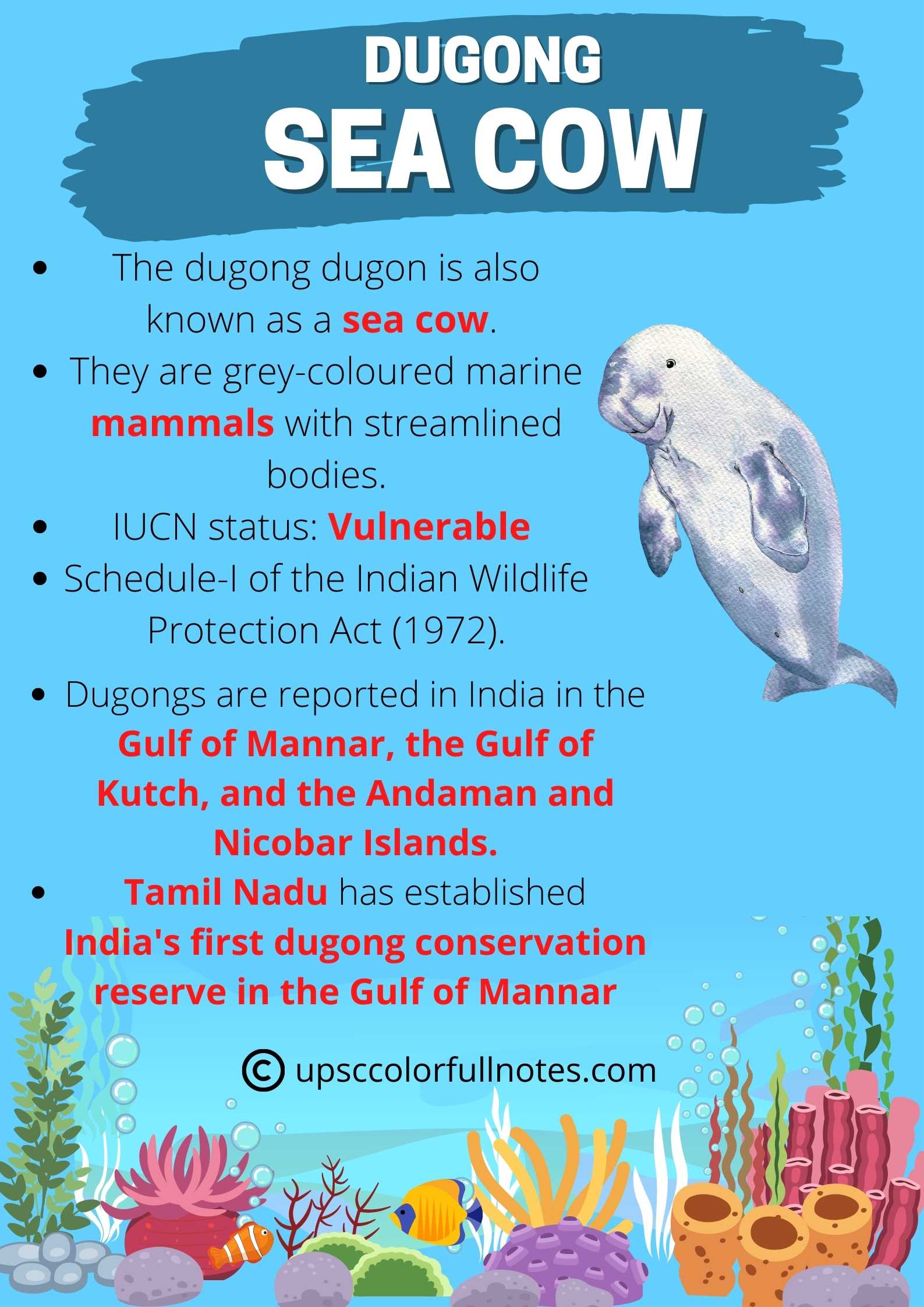 dugong