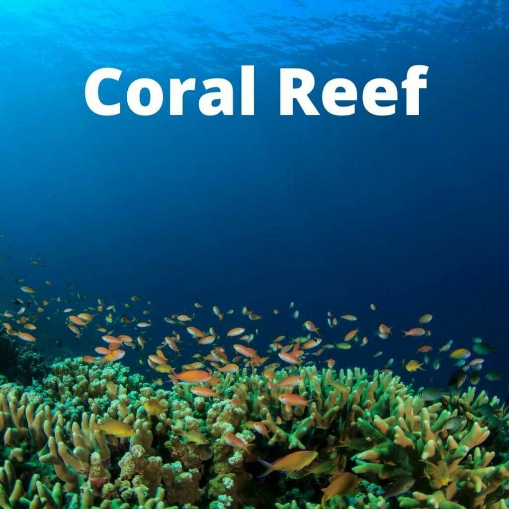 coral