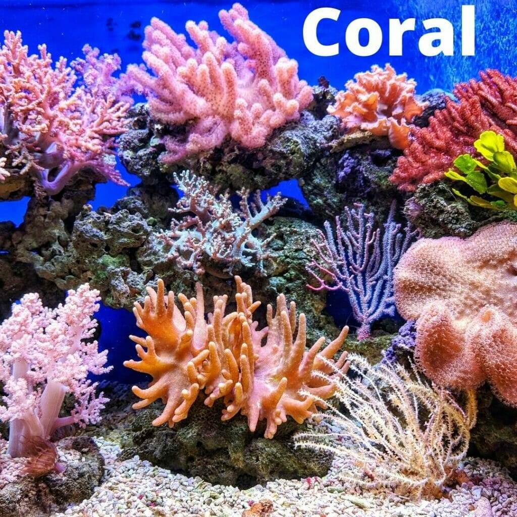 coral reef