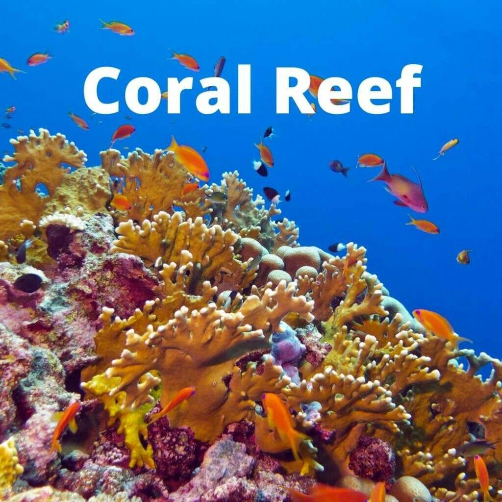 corals