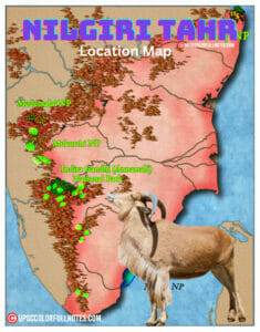 Nilgiri tahr