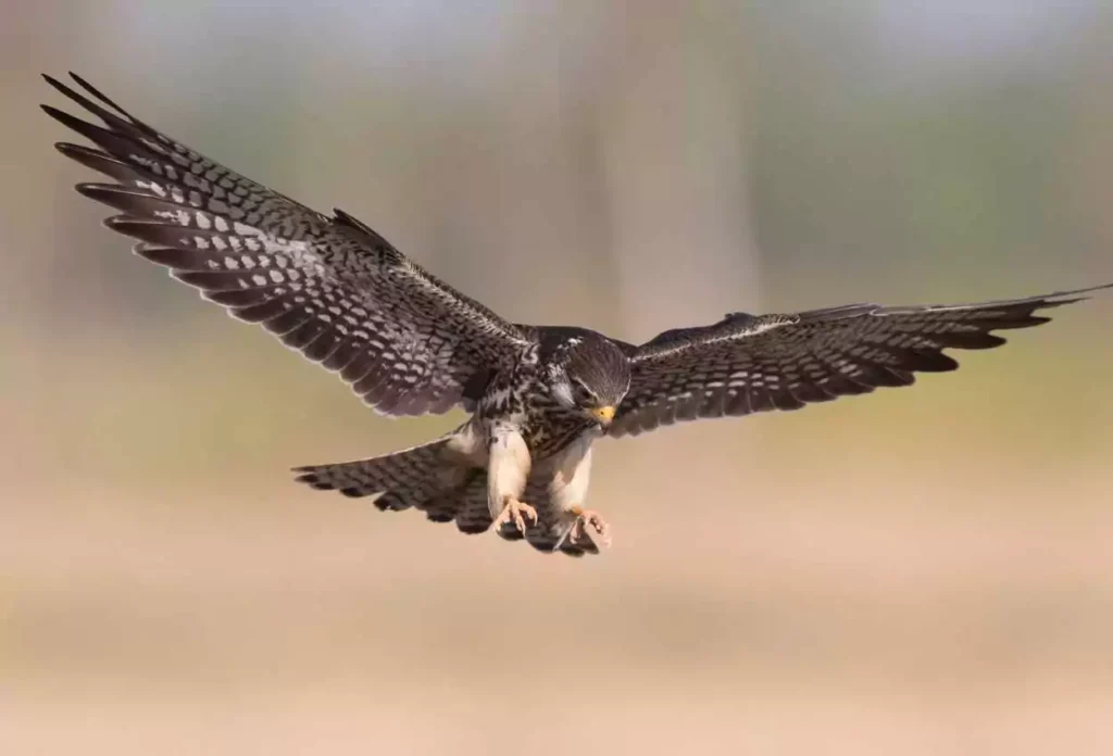 Amur Falcon