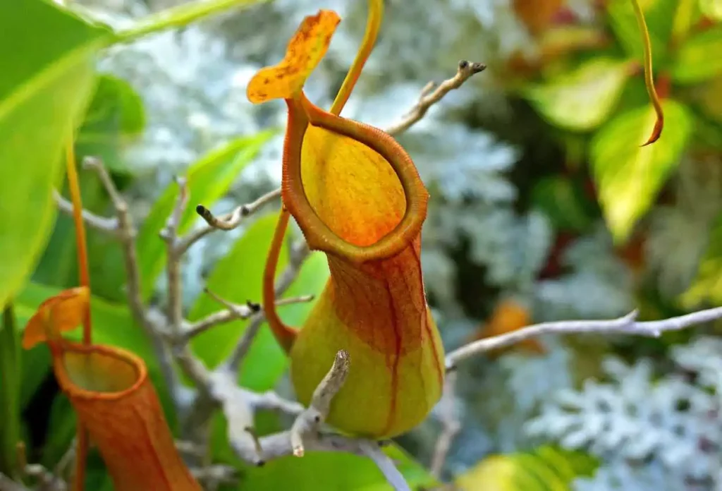 Pitcher Plant