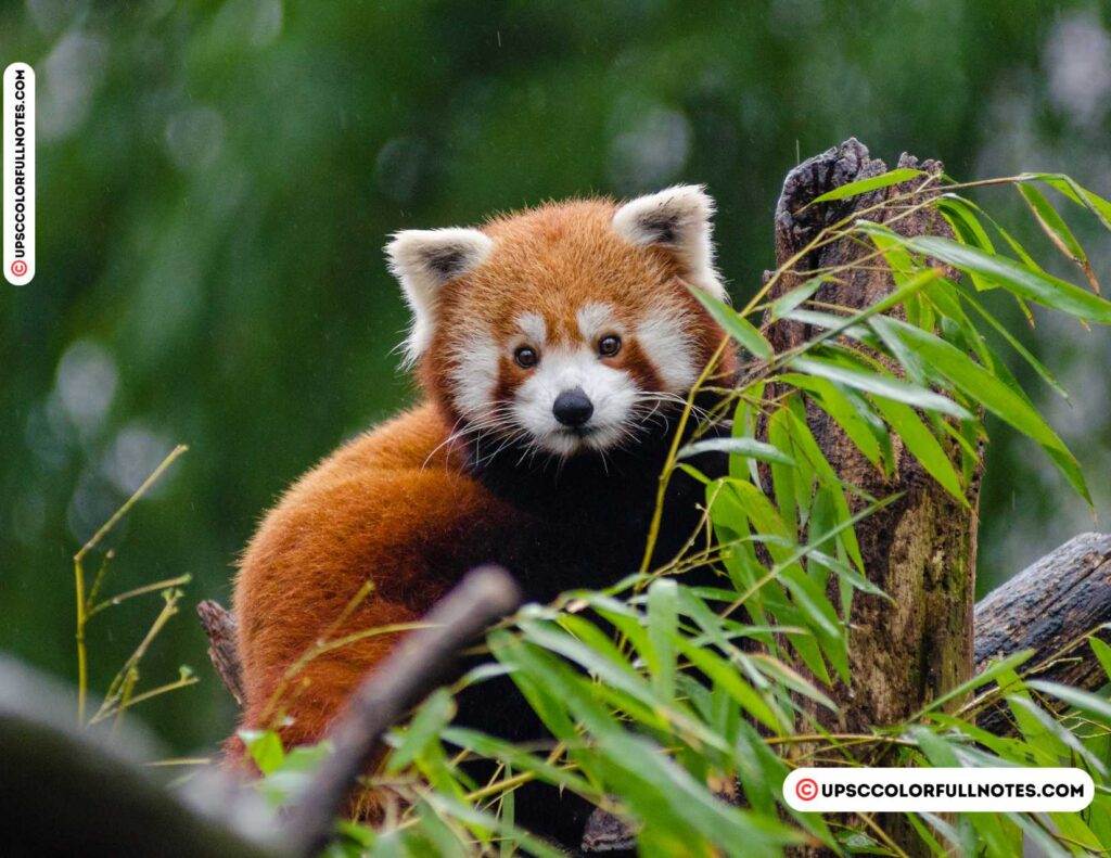 Red Panda