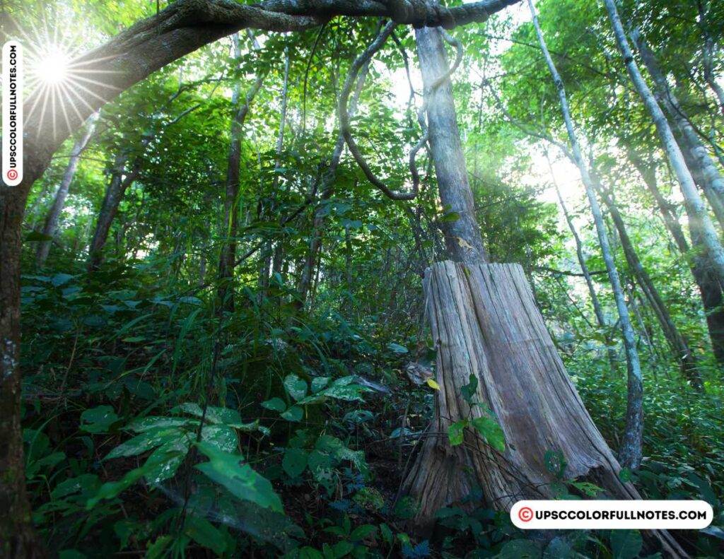 Teak Forest