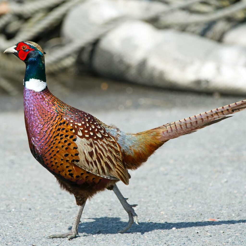 Cheer Pheasant