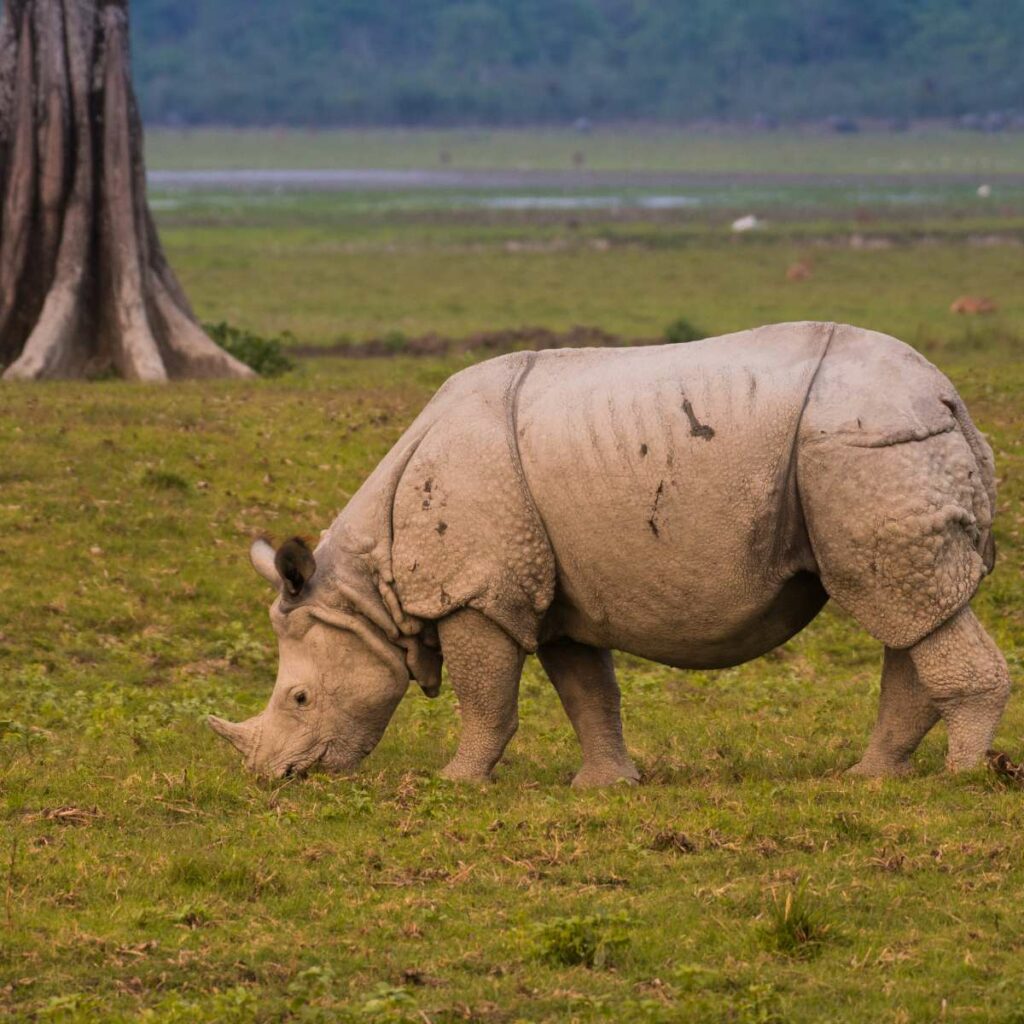Great Indian Rhinoceros