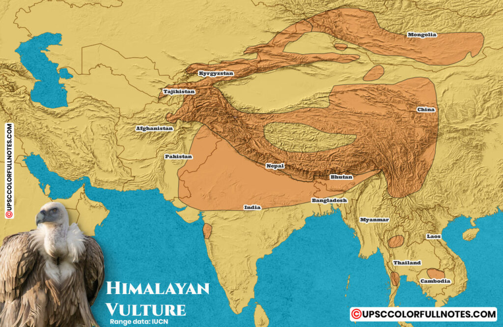 himalayan vulture