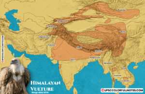 himalayan vulture