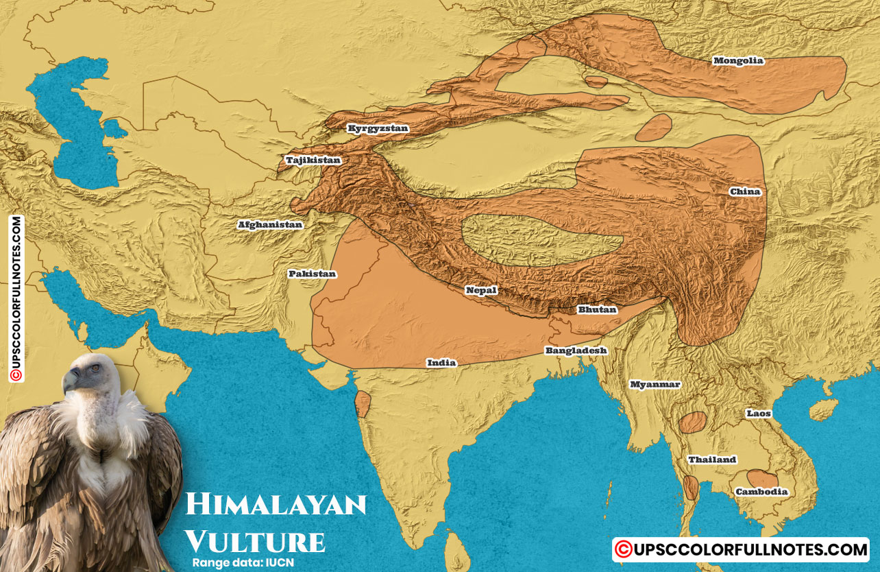 himalayan vulture
