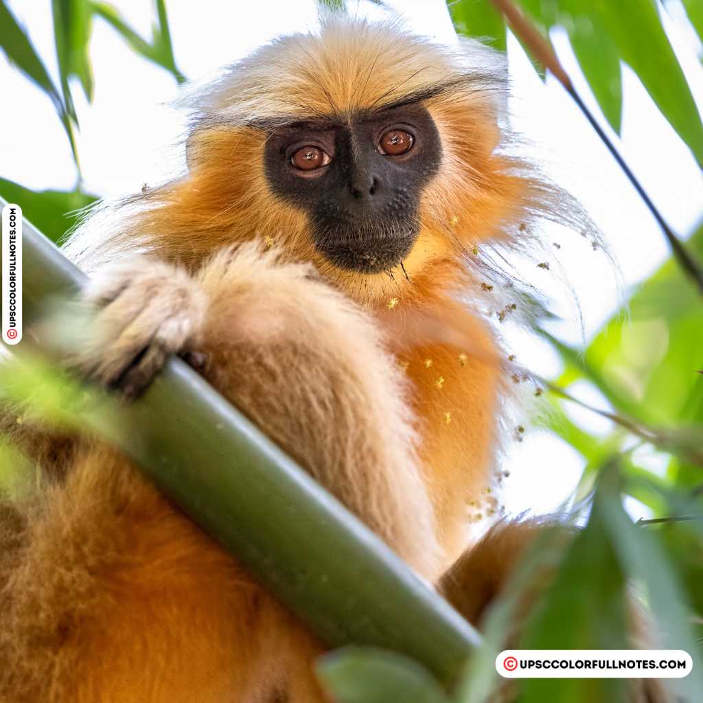 Chakrashila WLS golden langur