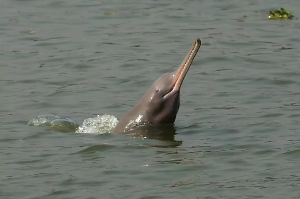 Dophin in India