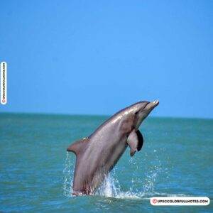 Project Dolphin