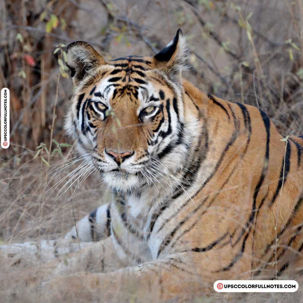 Tigers in MP
