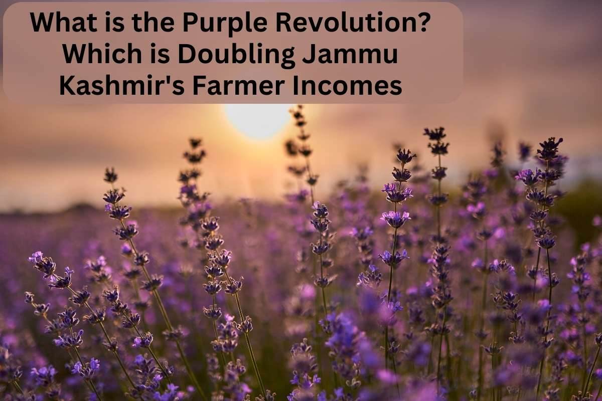 Purple revolution