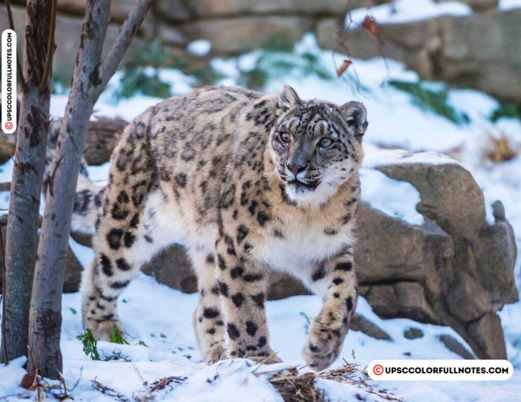 Snow Leopard