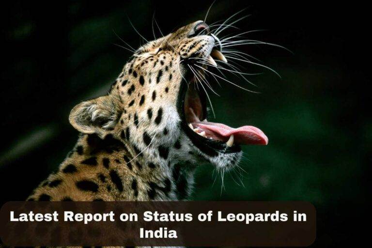 Current Status of Leopards in India 2024