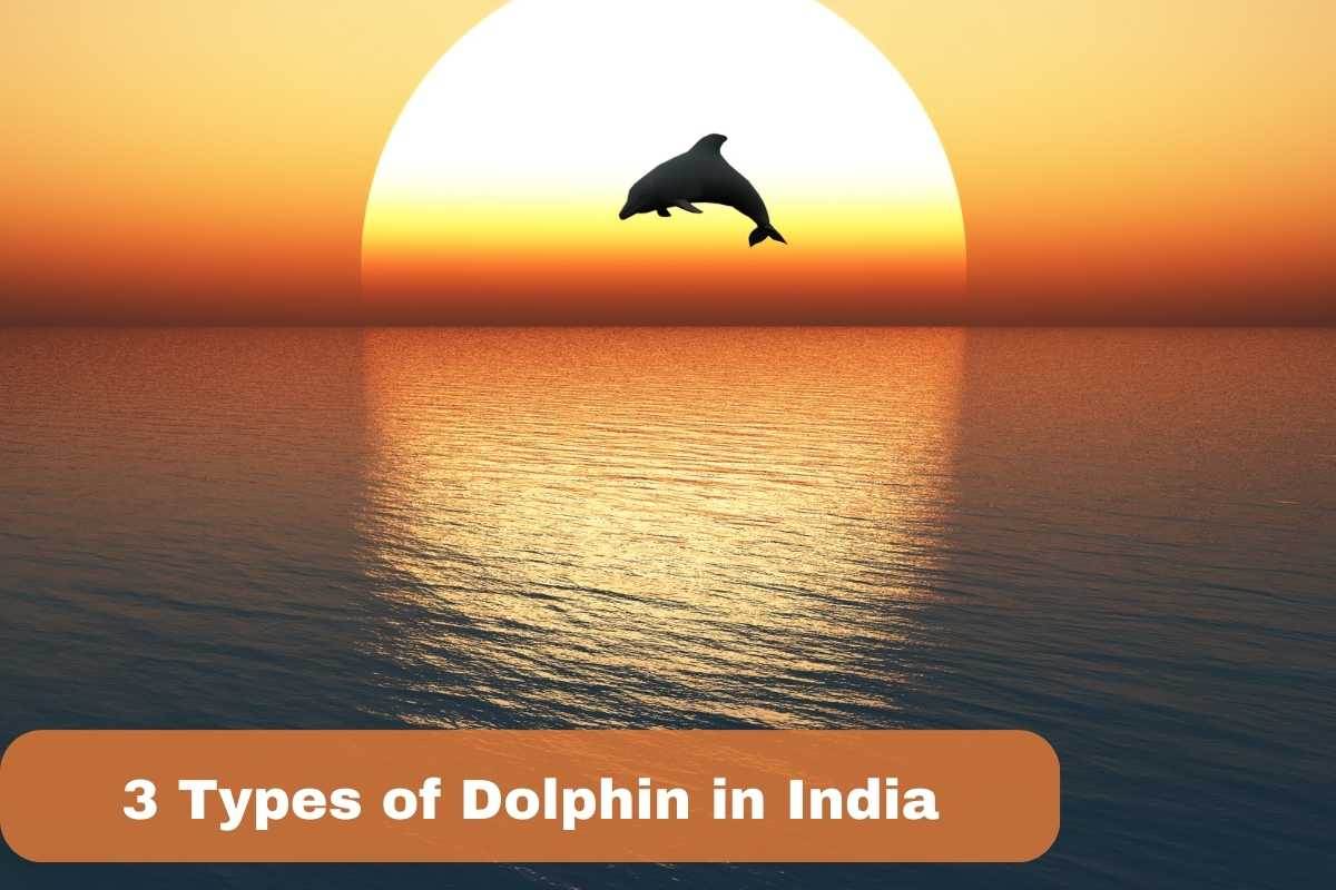 Dolphins in India