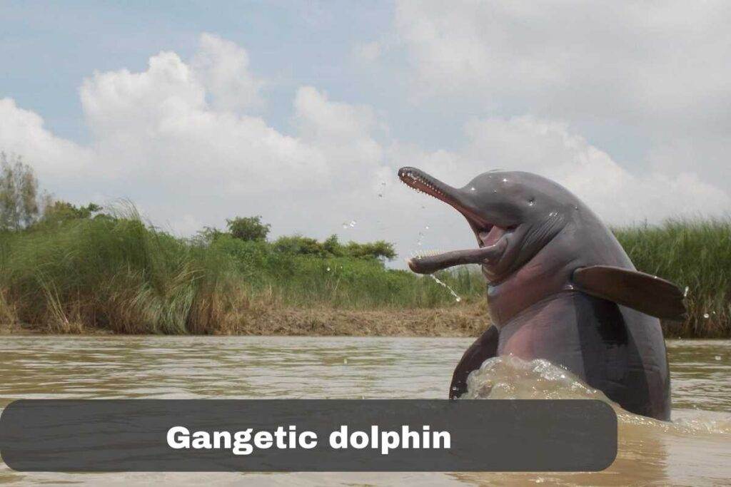 Gangetic dolphin